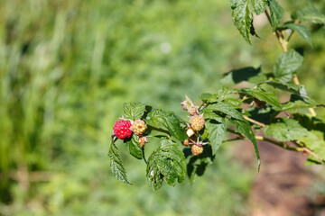 A garden raspberry berry hangs on a branch in the garden. Berry close-up.