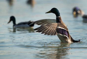 Mallard duck flapping its wings at Tubli bay, Bahrain