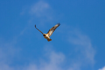 Red-tailed hawk in flight