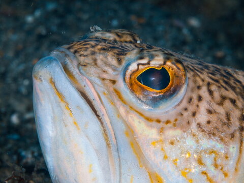 Portrait of a great weaver fish (Trachinus draco)
