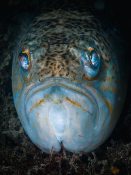 Portrait of a great weaver fish (Trachinus draco)