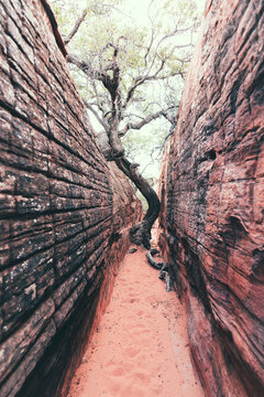 low angle image of tree growing in canyon under extreme circumstances
