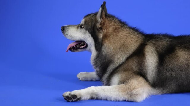 Side view of an Alaskan Malamute lying in the studio against a blue background. The pet turns its head, looks at the camera and licks its lips. Close up profile portrait of a dog. Slow motion.