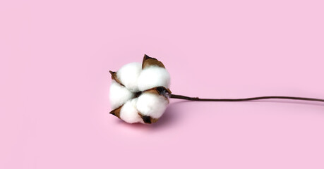 Beautiful white cotton flower on pink background. Close-up. Copy space.