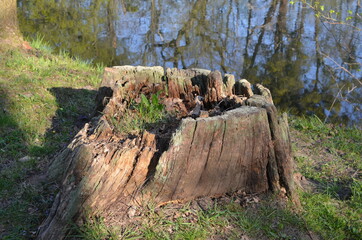Stary duży pień ściętego drzewa © Ewa