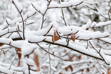 Branches of trees covered with heavy snow in Germany / Eifel