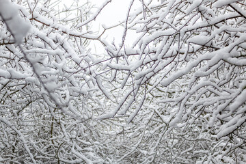 Branches of trees covered with heavy snow in Germany / Eifel