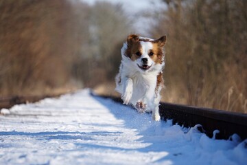 small mixed dog runs on empty snow-covered train tracks