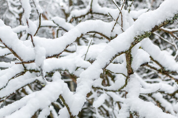 Branches of trees covered with heavy snow in Germany / Eifel