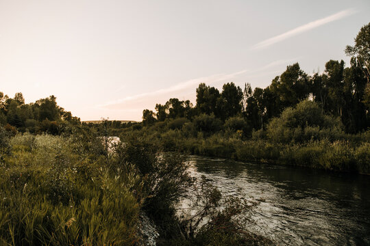 Scenic view of river flowing amidst plants against sky in forest during sunset - Powered by Adobe