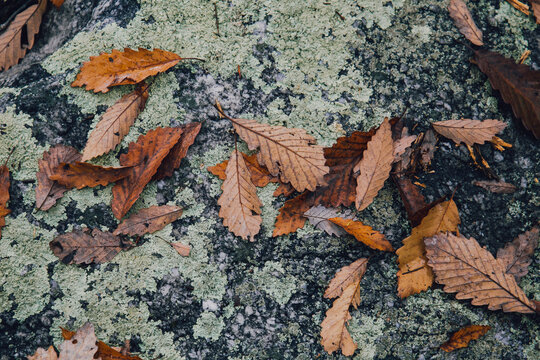 High angle view of dry leaves on rock in forest during autumn - Powered by Adobe