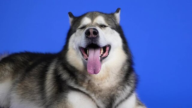 Alaskan Malamute posing in the studio on a blue background. The pet lies with its long pink tongue sticking out and looks around with its dark brown eyes. Close up of a dog's muzzle. Slow motion.