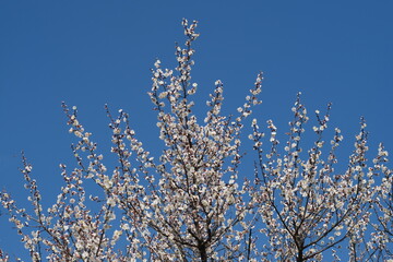 white plum flower tree with blue sky background