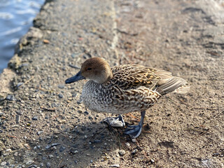 female mallard duck