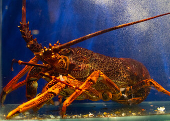 Lobster in an aquarium with blue background