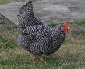chicken