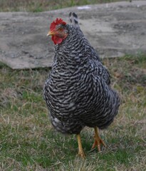 chicken