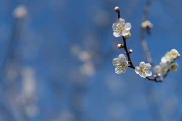 close up white plum flower on branch. Blur background
