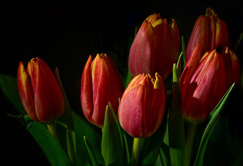Orange tulips on black background. Ideal for print ad