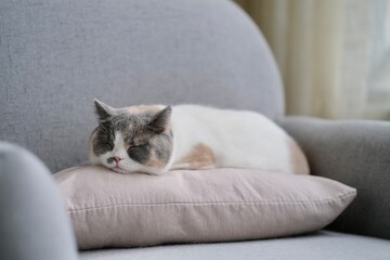 one cute British shorthair cat sleeping on pillow on sofa at home