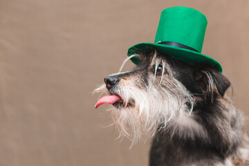 dog in st patrick hat sticks out tongue and licks nose
