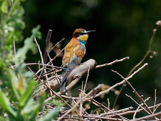 European bee-eater, Merops apiaster, in an orange grove near Xativa, Spain