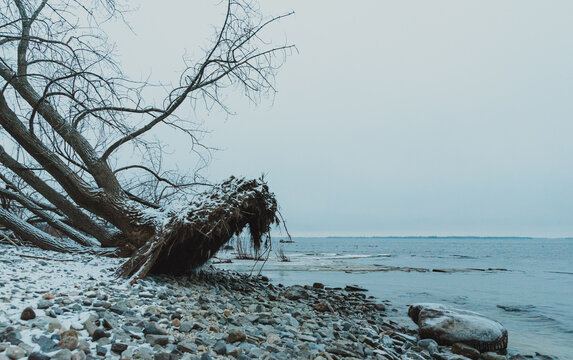 Large tree uprooted by storm on rocky beach of lake on winter day.