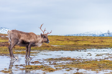 湿地のトナカイ