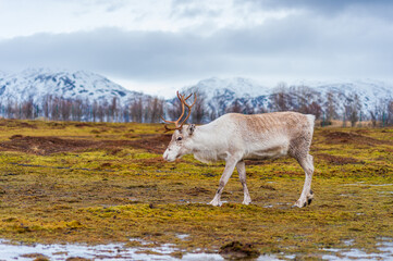 reindeer waling in the wild