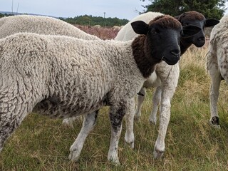 Obraz premium a sheep is smiling for you