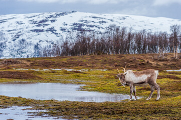 Obraz premium reindeer in the northern mountains