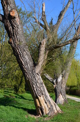 Zniszczone, spróchniałe drzewa latem © Ewa