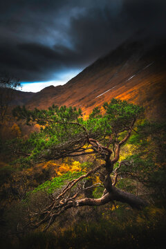 Beautiful green tree in mountain during autumn time in Scotland