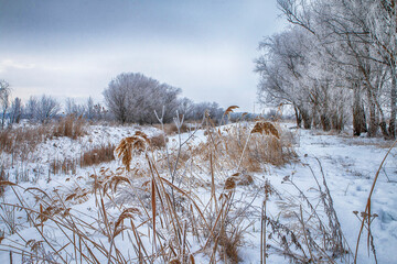 frozen river reed landscape