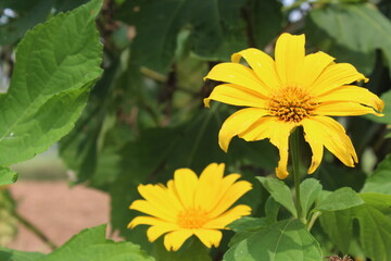 yellow flowers