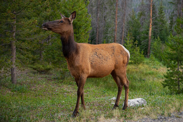 elk in the field