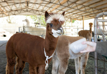 Girl reaching out to hand feed Suri alpaca in barn at alpaca farm