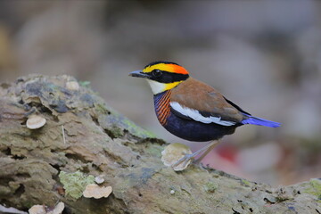 Pitta Irena: a conservative bird in Thailand 