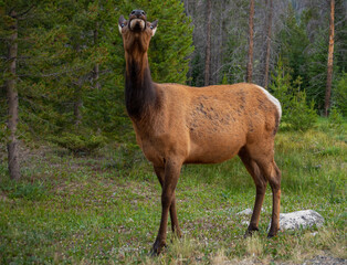 elk holding head up tall.