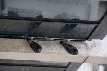 Bird standing on the windowsill on a snowy day