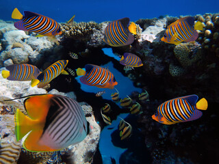 Underwater Scene With Coral Reef And Exotic Fishes.