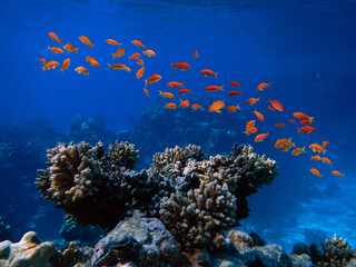 Fototapeta na wymiar Underwater Scene With Coral Reef And Exotic Fishes.