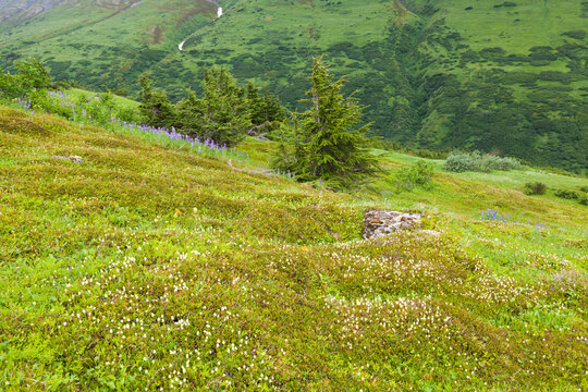 Partridgefoot flowers on mossy hillside, Kenai Peninsula, Alaska