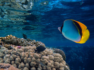 Fototapeta na wymiar Underwater Scene With Coral Reef And Exotic Fishes.