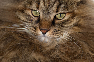 muzzle of a red cat close-up