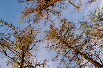 Spring forest with pines and spruces with short needles on the background with tender blue sky. Sunny day. Bottom view on the tree crowns