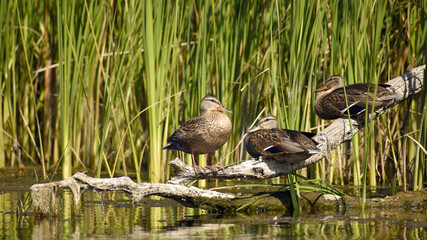 Wild mallards on the river resting on a dry branch on a sunny summer day, close-up. Wild ducks in their natural habitat.