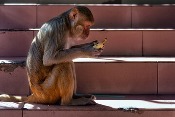 Macaque on Mount Popa staircase peeling a banana, Myanmar. Mount Popa is a pilgrimage site were macaque monkeys roam wild creating all sorts of havoc on the mountain