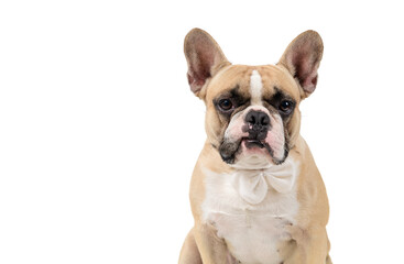 French bulldog feel angry and look at camera isolated on white backgrond,