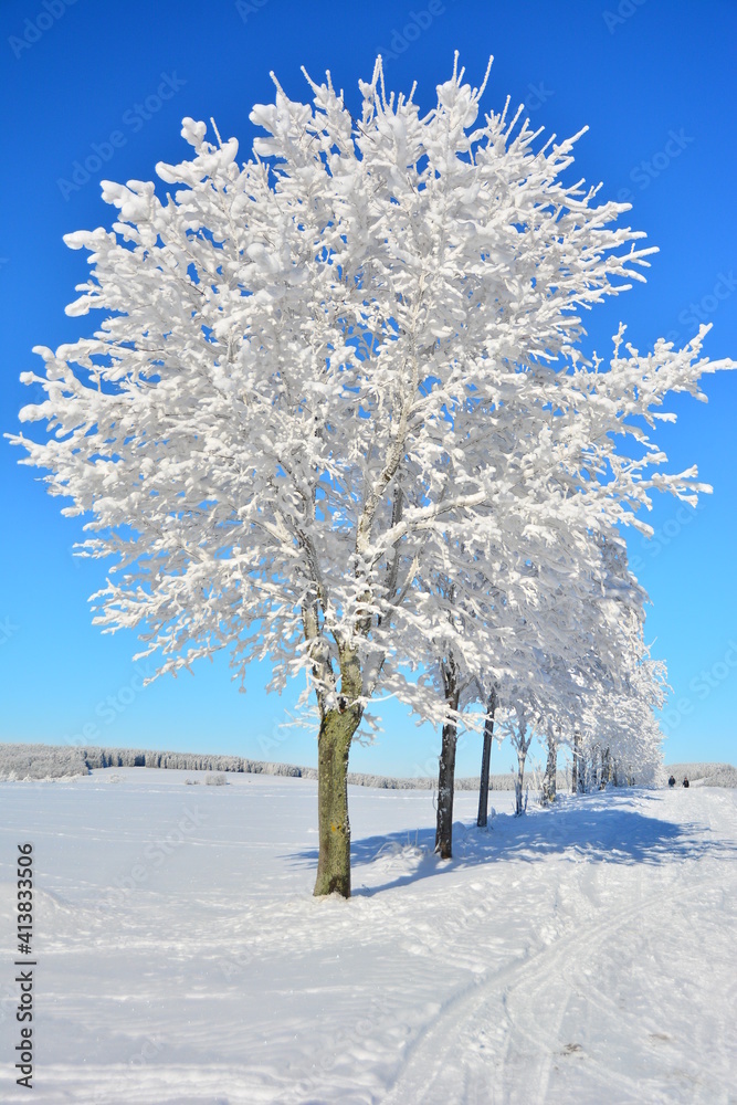 Canvas Prints Winter